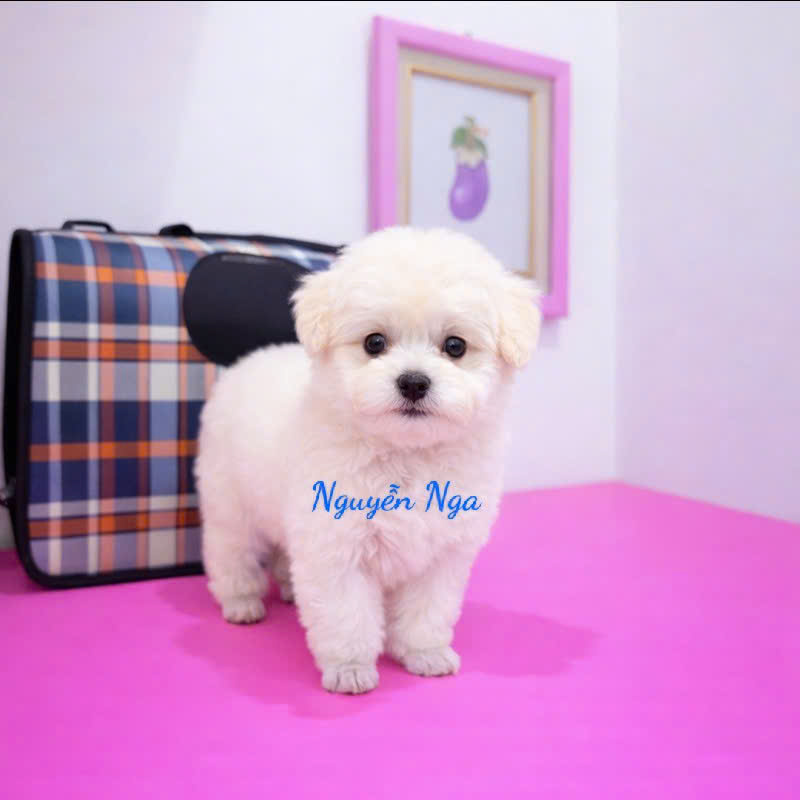Chó Poodle - PD 16006